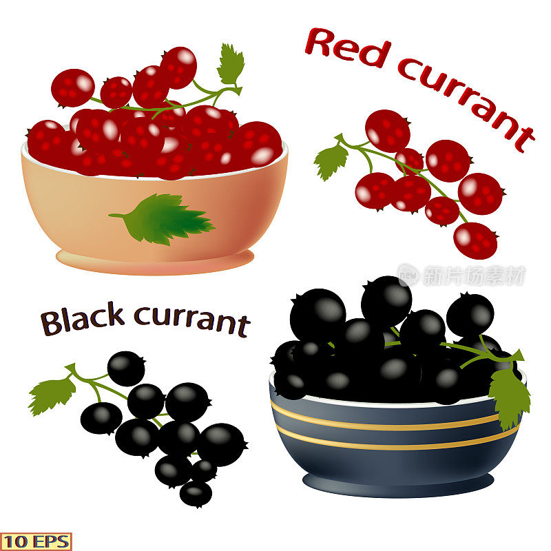 成熟的浆果。黑醋栗和红醋栗。一碗孤立在白色背景上的浆果。黑醋栗和红醋栗特写。矢量图