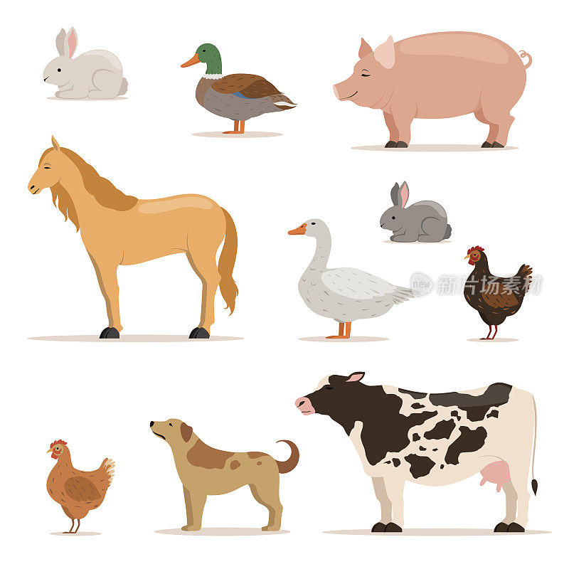 农场里不同的家畜。鹅，鸭，鸡，鸡和牛。矢量插图集