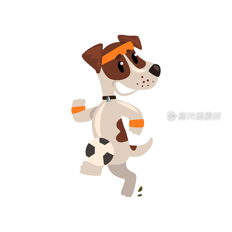 可爱的杰克罗素梗运动员慢跑，有趣的运动宠物狗角色做运动矢量插图在白色的背景