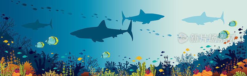 鲨鱼，珊瑚礁，海底和鱼类。