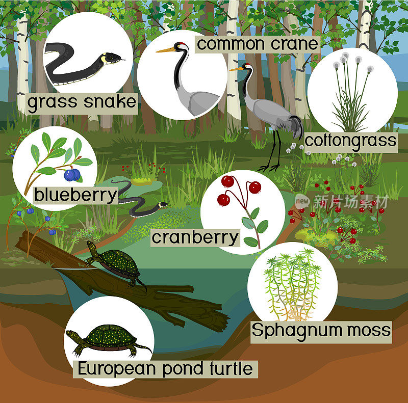 沼泽的生态系统。不同的沼泽居民有不同的头衔:动物和植物