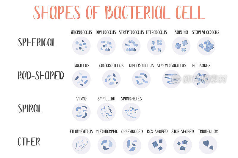 细菌的分类。形状的细菌。细菌细胞的类型和不同形式:球形(球菌)，杆状(杆菌)，螺旋形和其他。形态。微生物学。矢量平面插图