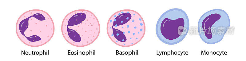 单核细胞，淋巴细胞，嗜酸性粒细胞，中性粒细胞，嗜碱性粒细胞的载体插图。白细胞。矢量插图卡通风格