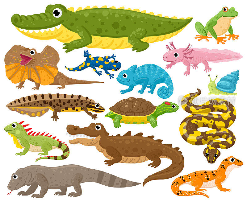 爬行动物和两栖动物。卡通青蛙，变色龙，鳄鱼，蜥蜴和乌龟，野生动物矢量插图集。蛇、爬行动物和两栖动物