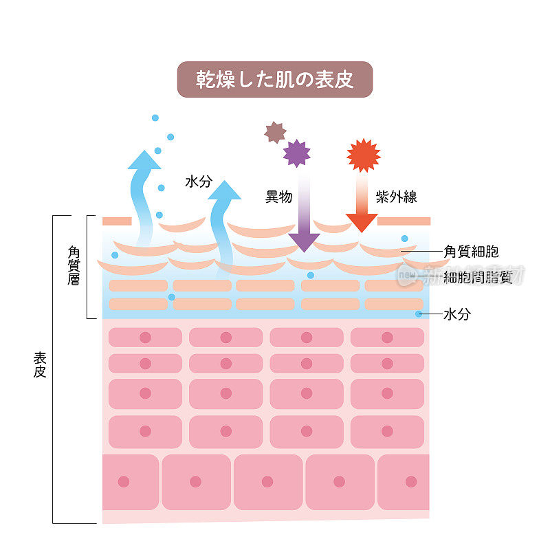 干燥皮肤表皮皮肤结构皮肤图美容学