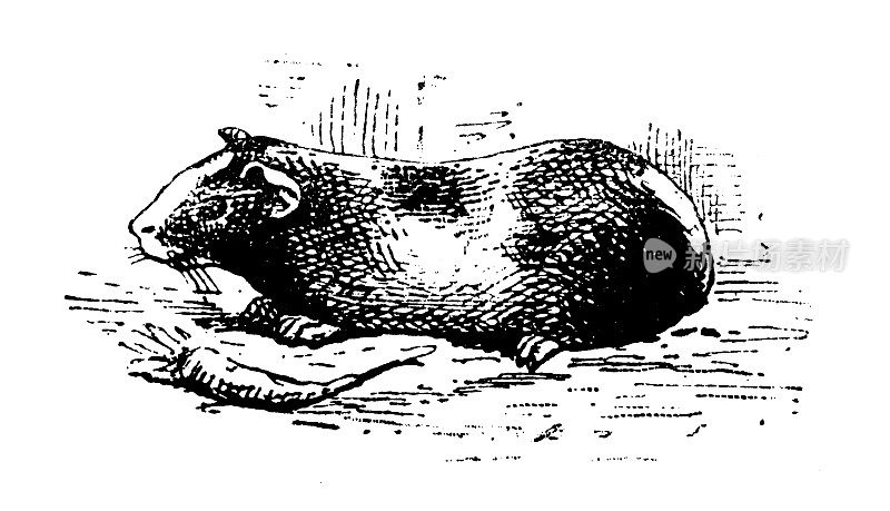 古董插图:天竺鼠