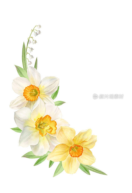 花卉装饰黄色和白色水仙花，水彩插图