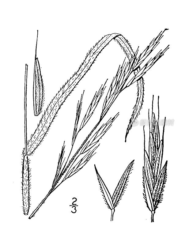 古植物学植物插图:短芒雀，短芒棋