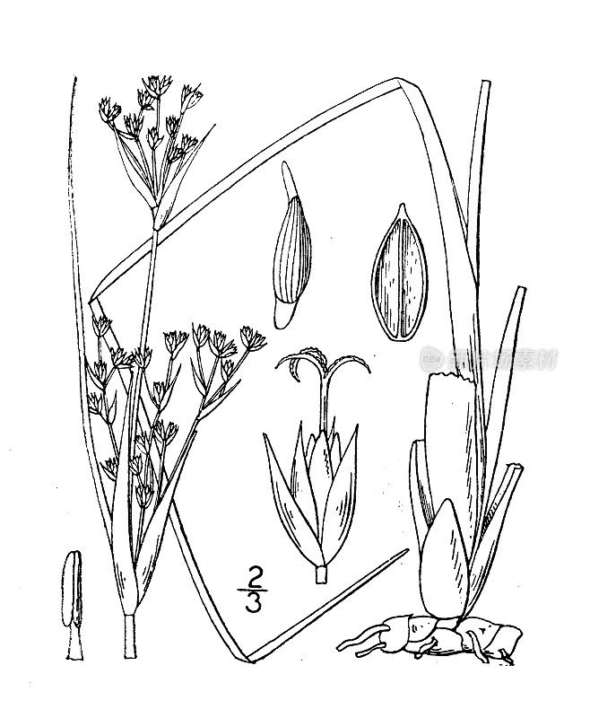 古植物学植物插图:海葵，海涛