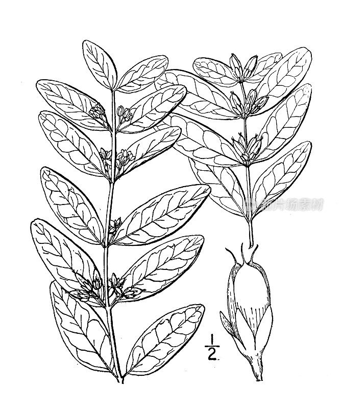 古植物学植物插图:小叶柄，大沼泽圣约翰草