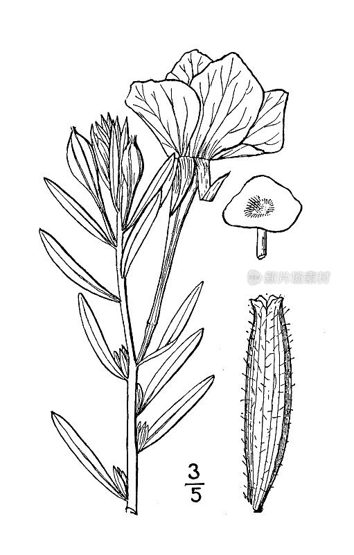 古植物学植物插图:加尔宾西亚哈特威格，哈特威格的报春花