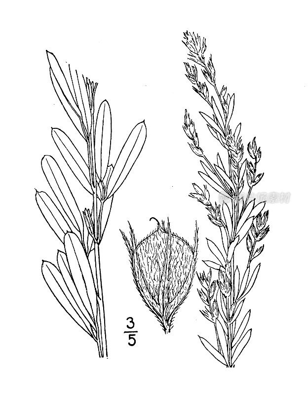 古植物学植物插图:胡枝子，草原灌木三叶草