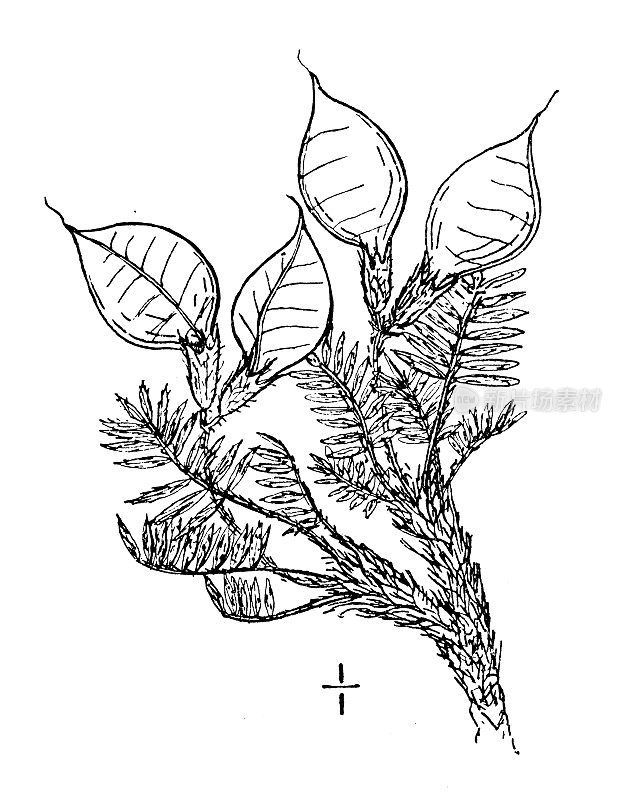 古植物学植物插图:膨胀的棘豆，膨胀的棘豆