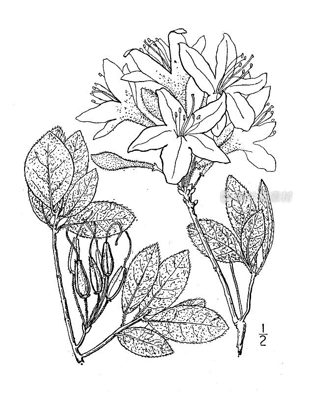 古植物学植物插图:杜鹃花、山杜鹃花