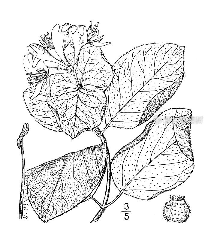 古植物学植物插图:毛忍冬、毛忍冬