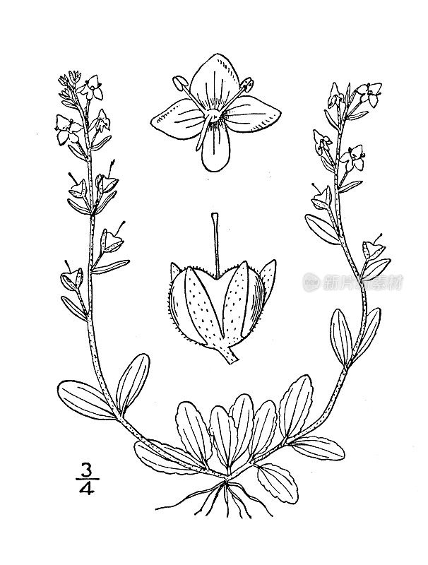 古董植物学植物插图:维罗妮卡serpyllifolia，百里香叶