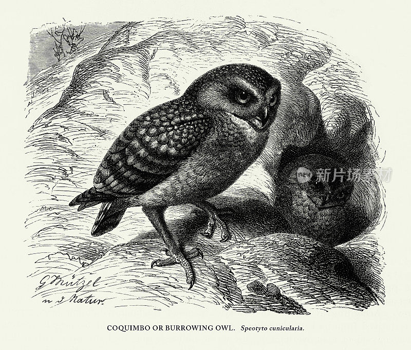 美国古董雕刻，穴居猫头鹰，鸟类:自然历史，1885