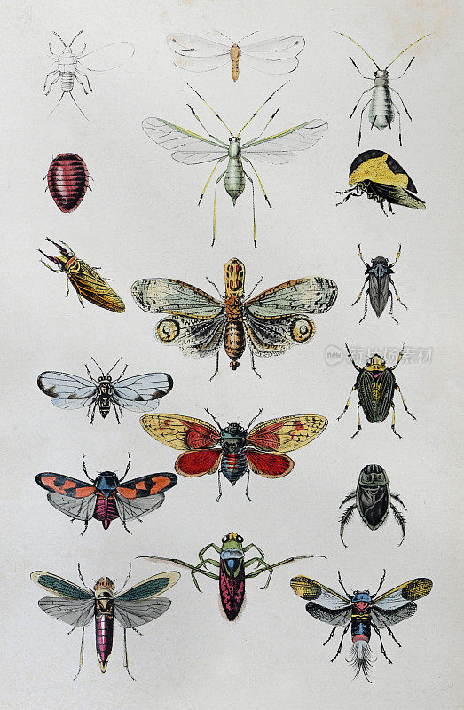 半翅目昆虫收藏-老式彩色插图