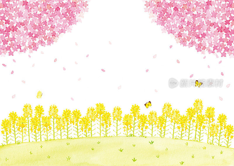 樱花和油菜花田的水彩画插图。