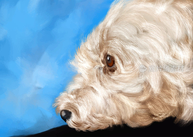 一只贵宾犬的手绘肖像