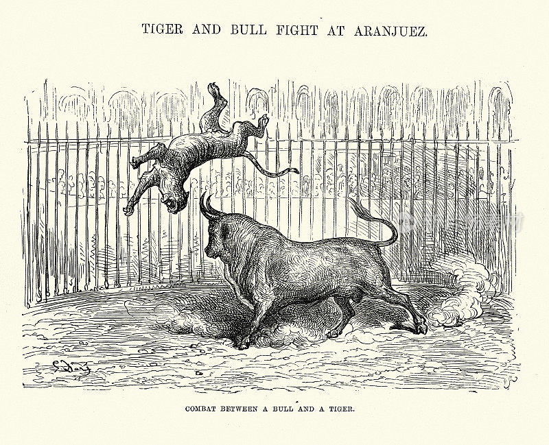 公牛和老虎之间的战斗，阿兰胡埃斯，马德里，西班牙，西班牙19世纪的历史