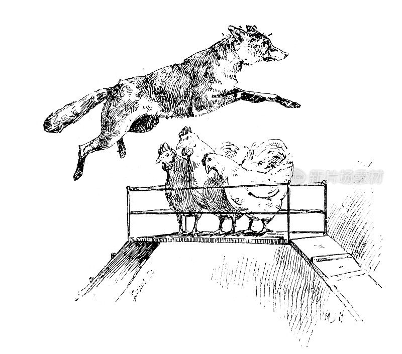 《动物驯服的奇迹》,一只狐狸跳过三只鸡