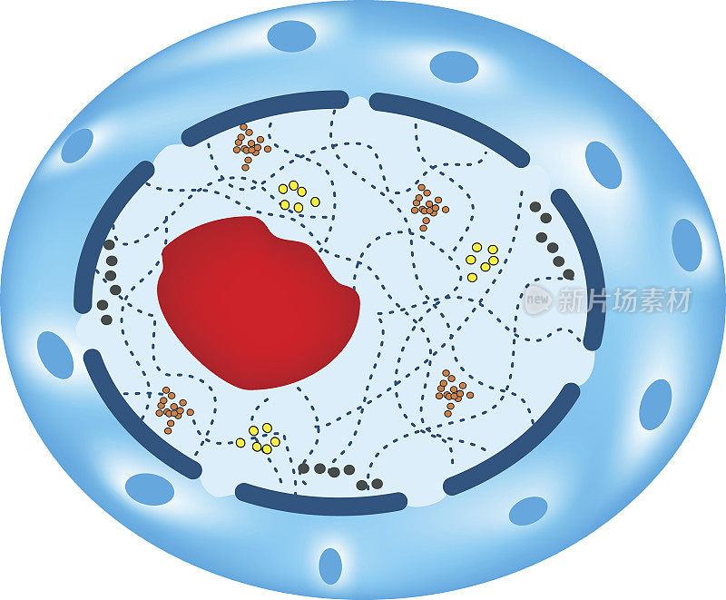人类细胞核的结构。信息图。矢量图