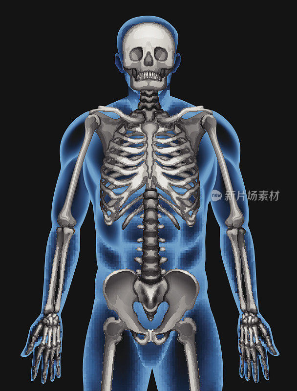 人的骨骼系统