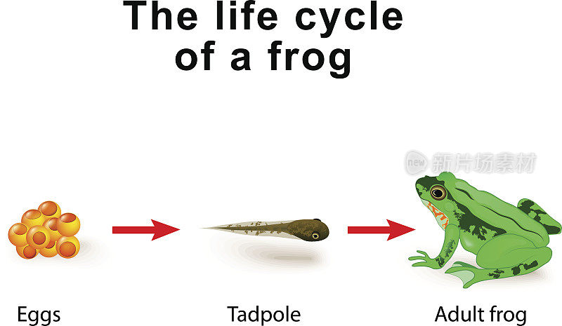 变态两栖动物，例如青蛙的生命周期