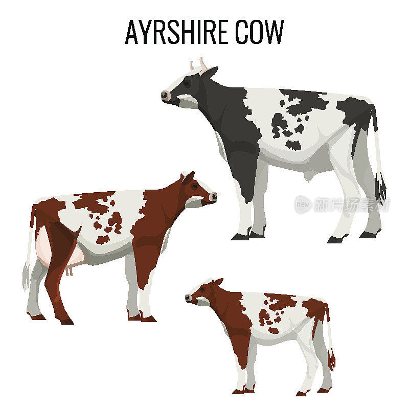 艾尔郡的奶牛被隔离在白色上。奶牛矢量图