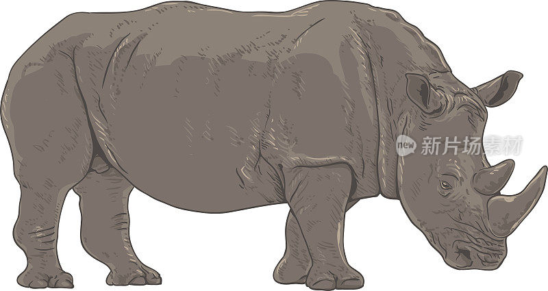 犀牛插图