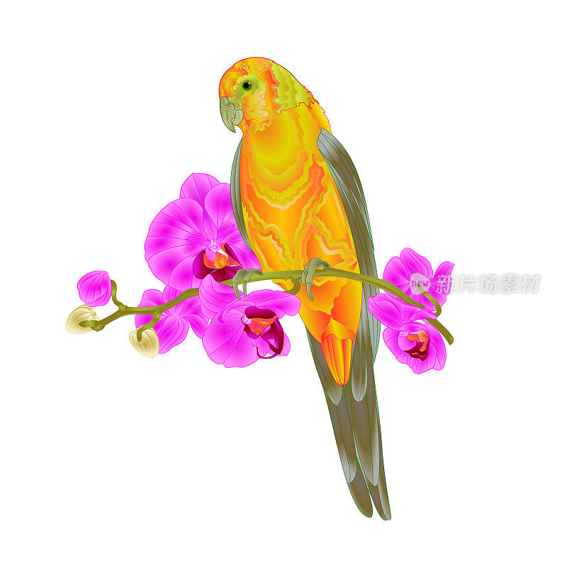 太阳Conure鹦鹉热带鸟站在紫色兰花蝴蝶兰上的白色背景矢量插图可编辑