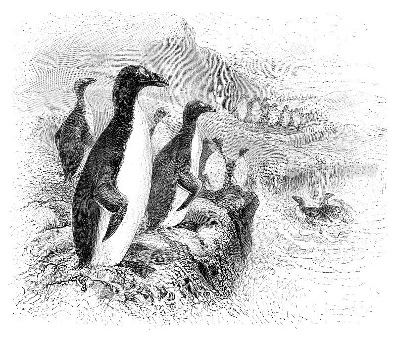 大海雀灭绝不会飞的鸟类企鹅插图
