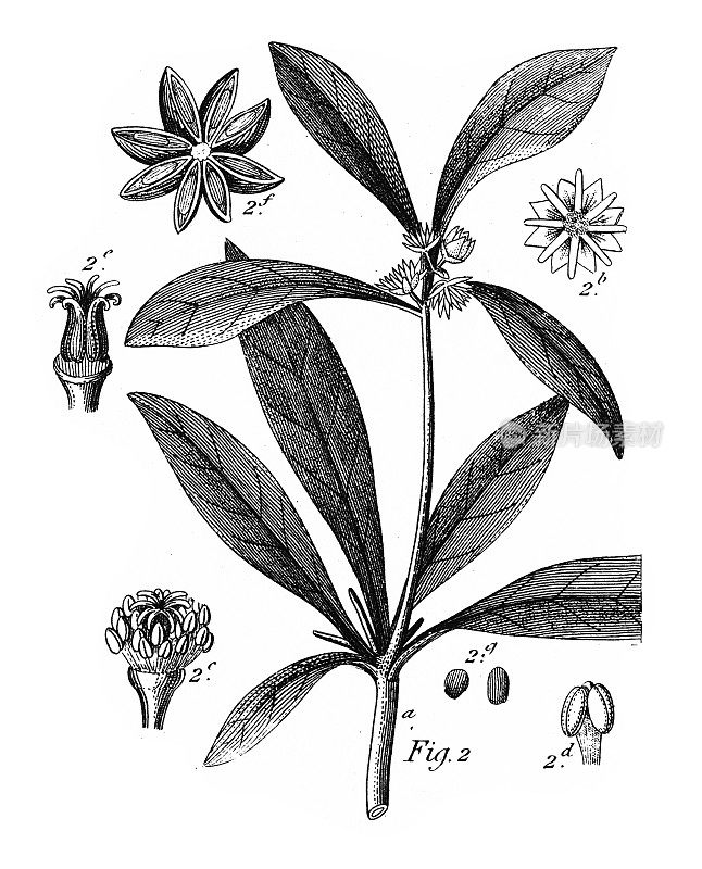 八角，多科栽培植物，多为雕花古插图，1851年出版