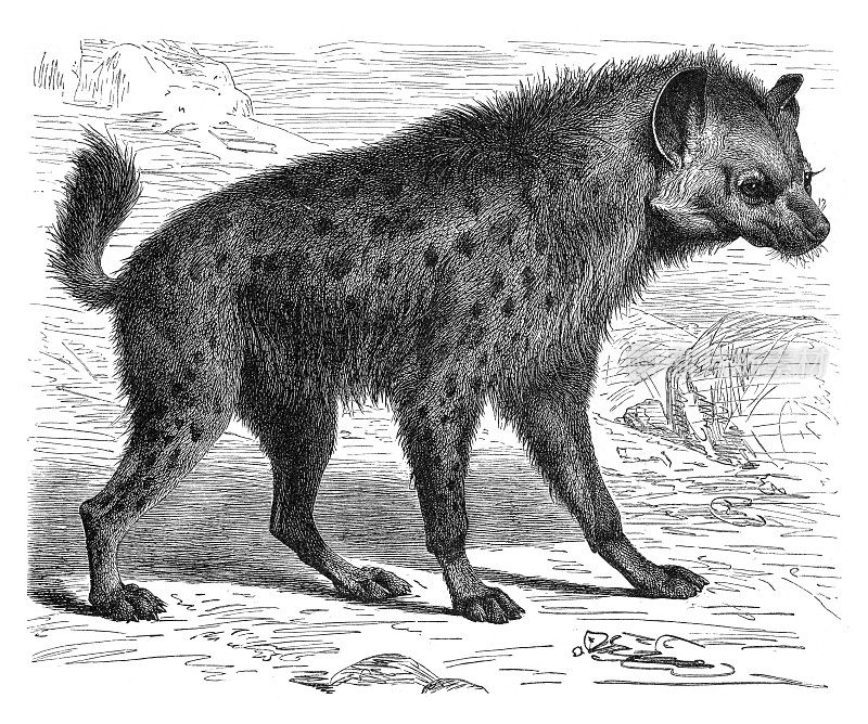 斑点或大笑的鬣狗插图1897