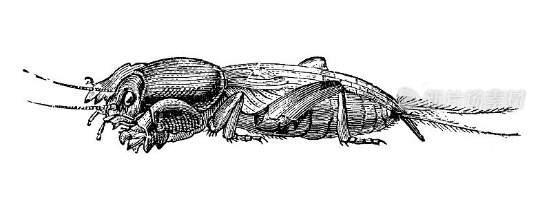 古董插图:鼹鼠蟋蟀