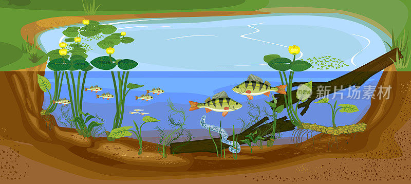 生态系统的池塘。自然生境中鲈鱼(河鲈)淡水鱼从卵到成鱼的发育