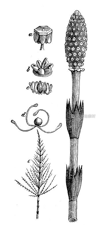 古代植物学插图:木贼草、马尾草