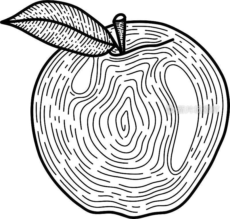 苹果矢量，线性绘制苹果，苹果带有叶子的标志，美丽的苹果没有填充精细的阴影在风格的涂鸦矢量。