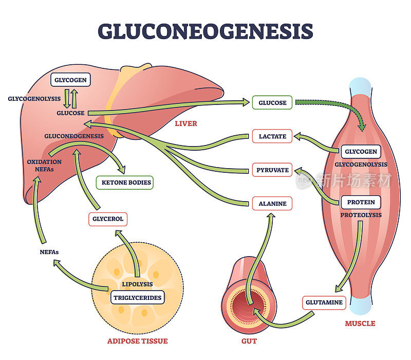 糖异生GNG代谢途径葡萄糖生成概述图