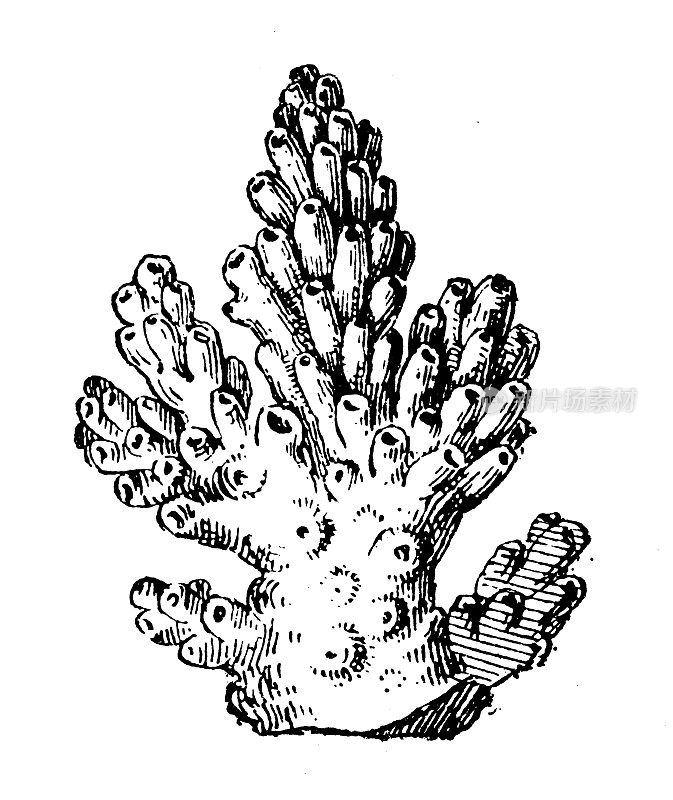 古色古香插图:石珊瑚、石珊瑚或硬珊瑚