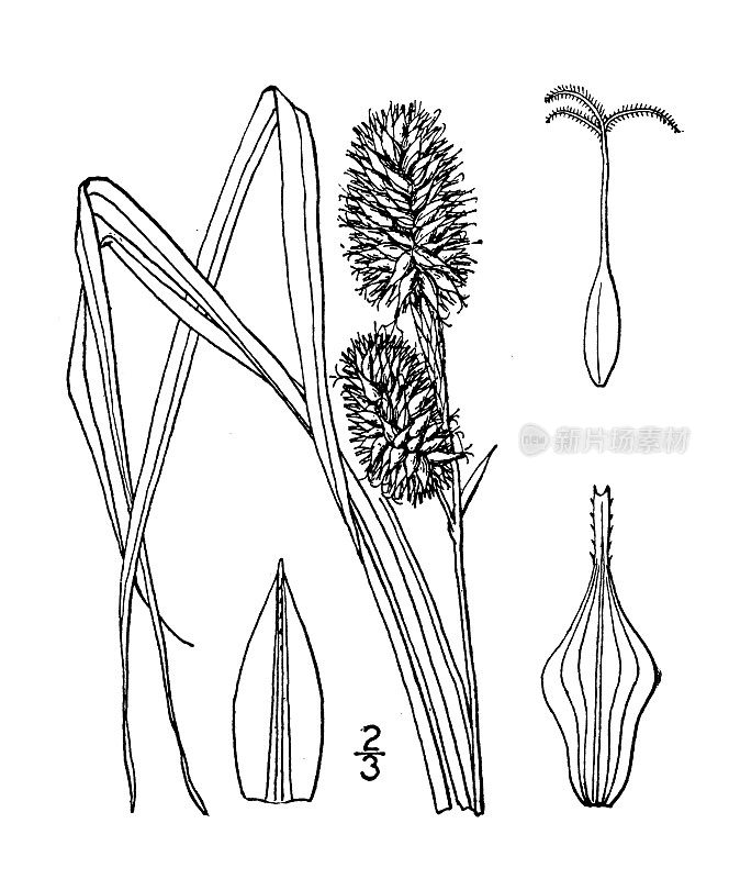 古植物学植物插图:草苔草、草苔草