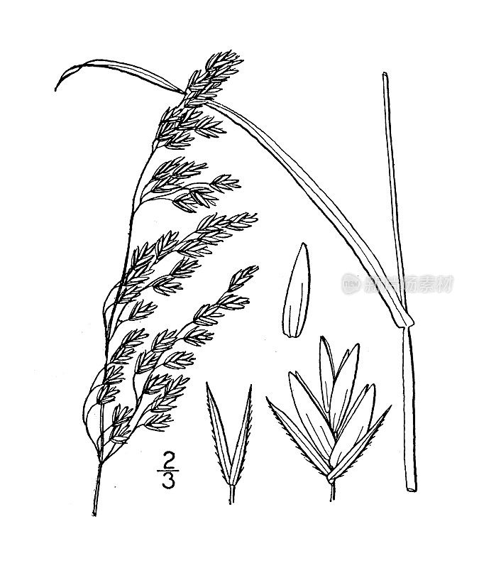 古植物学植物插图:羊茅，肖特的羊茅草