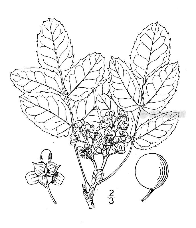 古植物学植物插图:小檗属植物、马荷属植物