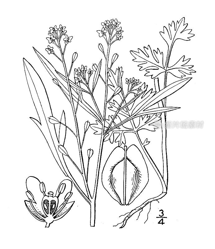 古植物学植物插图:鳞片草、金胡椒草