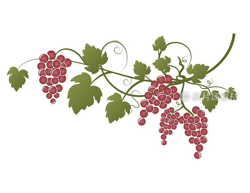 葡萄藤与红葡萄在透明的背景