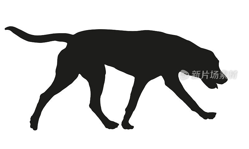 散步的俄罗斯猎犬小狗。黑狗轮廓。宠物的动物。孤立在白色背景上。