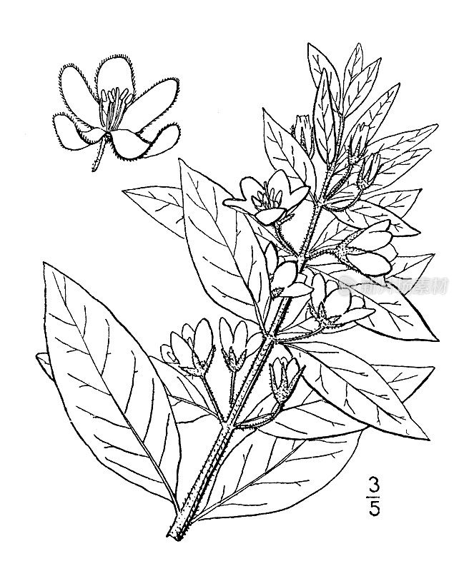 古植物学植物插图:斑点莲