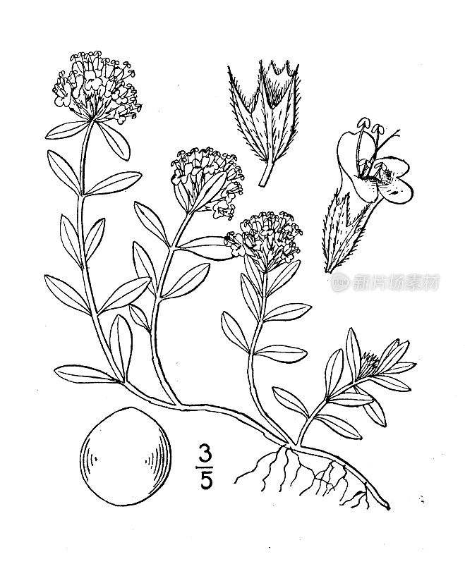 古植物学植物插图:百里香、野生百里香
