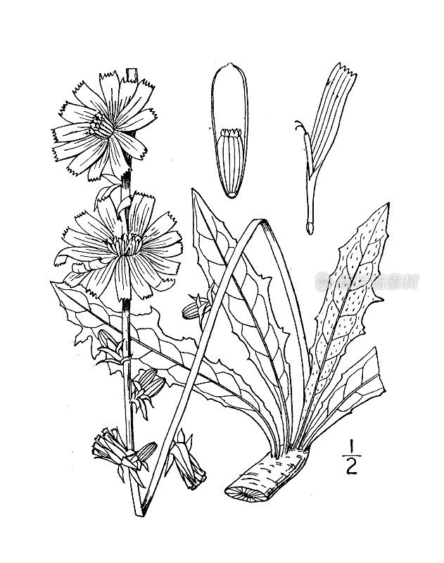 古植物学植物插图:菊苣、菊苣